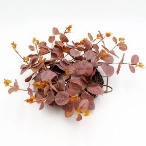 Mini Eucalyptus Wreath Threshold